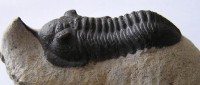 /album/kepgaleria-fenykepgaleria2/trilobita-moroccanites-2-2-jpg/